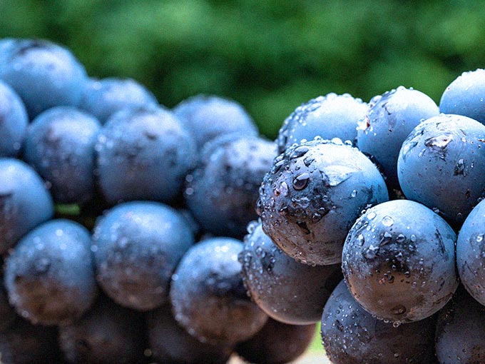 ぶどう(巨峰など)