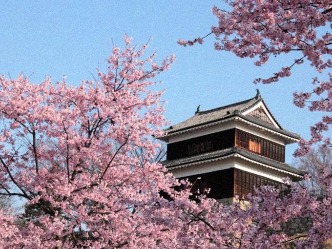 夜桜バスツアー